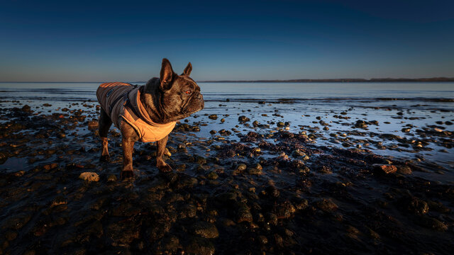 Frieda am Strand