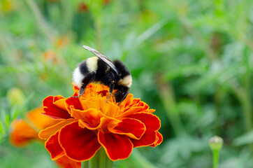 A bumblebee sits on a flower and collects pollen. Natural pollination of flowers.
