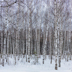 birch grove against the background of the sky and snow