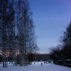 Silhouettes of trees at sunset. Silhouettes of skiers on the snow. Blue twilight.