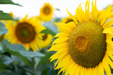The head of a blooming sunflower. Beautiful bright background.