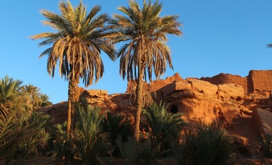 Fototapeta na wymiar palm trees on the desert 