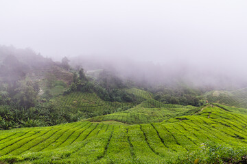 Tea plantation in Cameron highlands, Malaysia