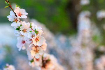pink Chinese cherry flowers on a blurred background of other colors. shallow depth of field, selective forks create a delicate photograph