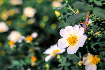 white rosehip flower on the right side of the frame, small midges on the flower