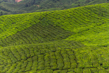 Tea plantation in Cameron highlands, Malaysia