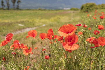 close-up of blooming red poppies, the background is blurred