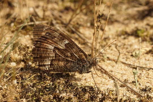 Closeup on the Grayling butterfly, Hipparchia semele well camouflaged with its closed wings