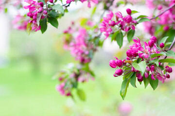 Blooming branches of a decorative apple tree. A blossoming tree.