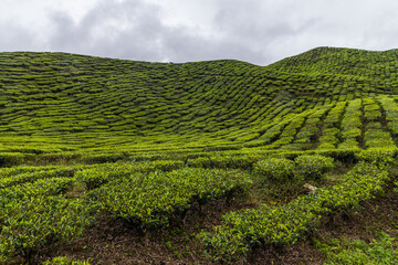 Tea plantation in Cameron highlands, Malaysia