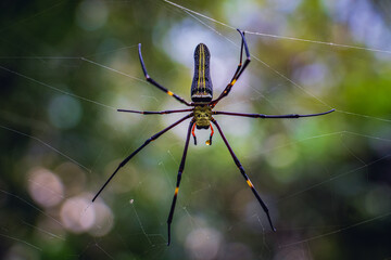 Giant Golden Orb Web spider (Nephila pilipes) on wild