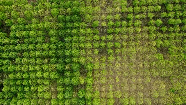 Fly a drone in the forest of Paulownia tree with leaves on the ground