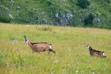 Tatra chamois in the Czerwone Wierchy in the Tatras.