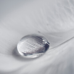 silver drop on a feather