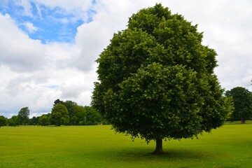 tree in the park