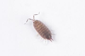 pillbug or sow bug isolated on white background