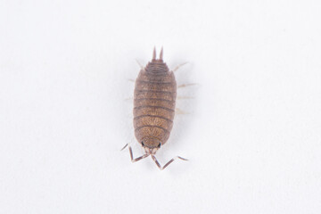 pillbug or sow bug isolated on white background