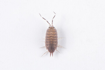 pillbug or sow bug isolated on white background