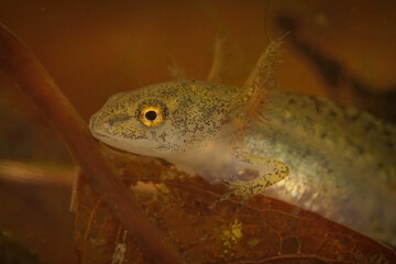 Closeup on an aquatic larvae Alpine newt , Ichthyosaura alpestris with it's large gills