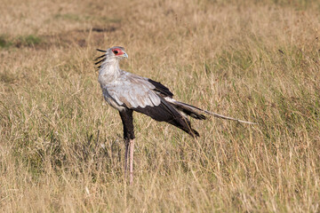 Secretarybird, Sagittarius serpentarius, in the Maasai Mara national game reserve in Kenya.