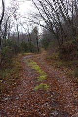 footpath in the woods, autumn trail in the mountain