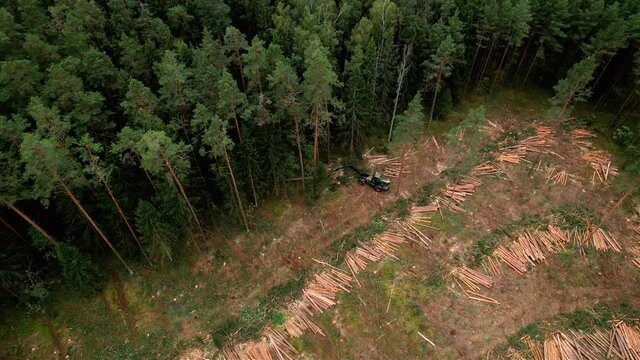 Forest harvester during sawing trees in a forest. Forestry tree harvester in woodland on clearing forests. Clearcutting logging illegal deforestation. Tree cutting, drone view. Timber equipment.