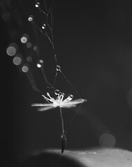Obraz na płótnie Canvas black and white dandelion