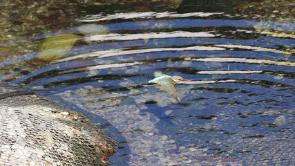 ホバリングをしながら餌を探しているカワセミの写真