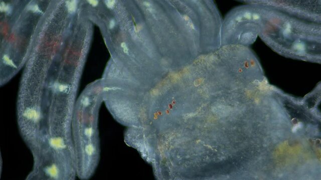 Worm Polychaeta of family Terebellidae under the microscope, phylum Annelida. Possibly late larval stage. Head close-up. Red sea