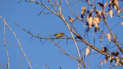木の枝の上で日向ぼっこしているメジロの写真