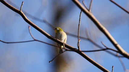 木の枝の上で日向ぼっこしているメジロの写真