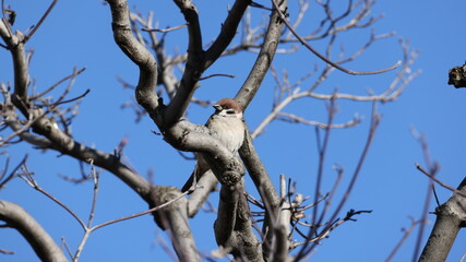 木の枝の上で日向ぼっこするスズメの写真