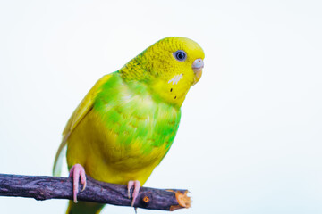 Yellow and green budgie, budgie sits on a wooden stick