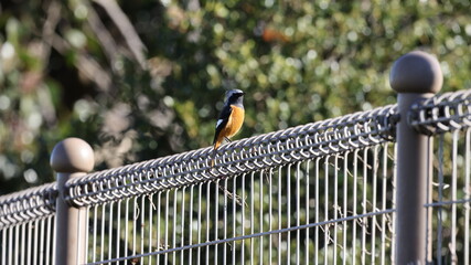 川辺のフェンスで日向ぼっこしているジョウビタキの写真