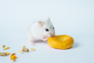Small white hamster, on a white background