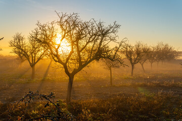 Fototapeta na wymiar Cultivation of almond trees at dawn on a foggy day