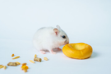Fototapeta na wymiar Small white hamster, on a white background