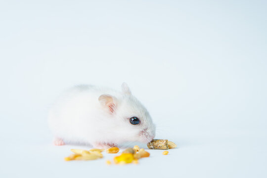 Small white hamster, on a white background.