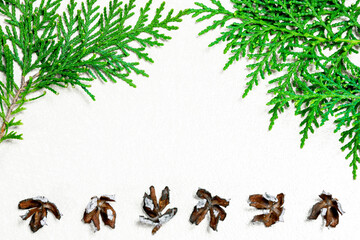 Thuja leaves and seed pods on a white textured background. Free text space in the middle. Celebration, new year, marriage, letter, nature concept.