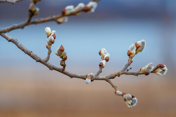 branches with catkins