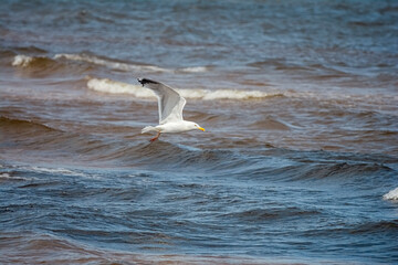 Seagull over the sea
