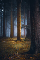 Dark moody night misty autumn forest landscape