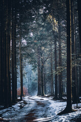 Dark moody night misty autumn forest landscape