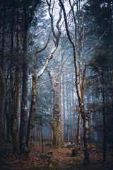 Foto auf Leinwand Dark moody night misty autumn forest landscape © CreativeImage
