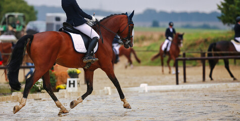 Color image in landscape format, you can see a dressage horse with a rider in a strong trot on the...