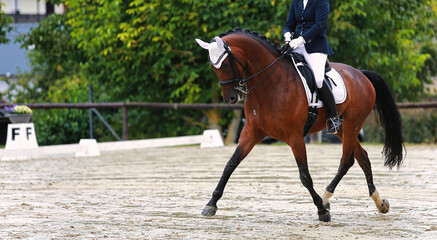Dressage horse with rider and white ear cap during a test in a trot traversal..