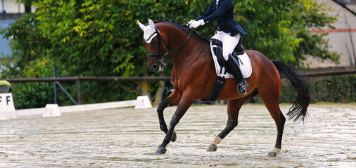 Dressage horse with rider galloping on the diagonal in a dressage test..