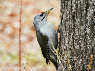 bird in the forest