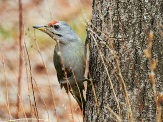 bird in the forest