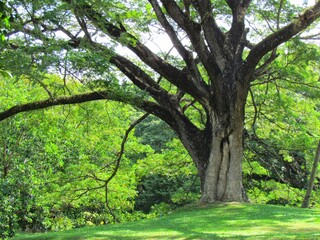Obraz premium trees in the park